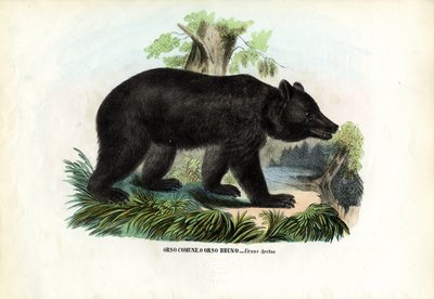 Orso bruno, 1863-79 da Raimundo Petraroja